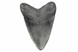 Fossil Megalodon Tooth - South Carolina #168175-1